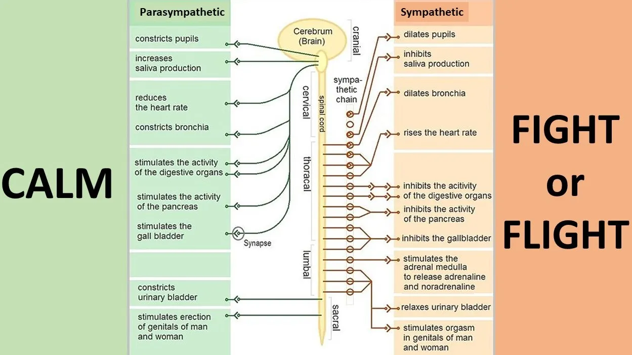 ANS-diagram